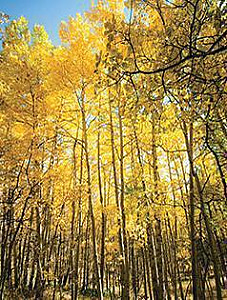 HAND DUG QUAKING ASPEN TREES