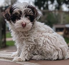CKC REG. TOY YORKIE POO MALES