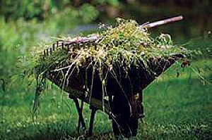 IT’S TIME FOR SPRING YARD CLEAN-UPS!
