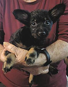 YORKIE, SCHNAUZER, CHIHUAHUA MIX PUPPIES