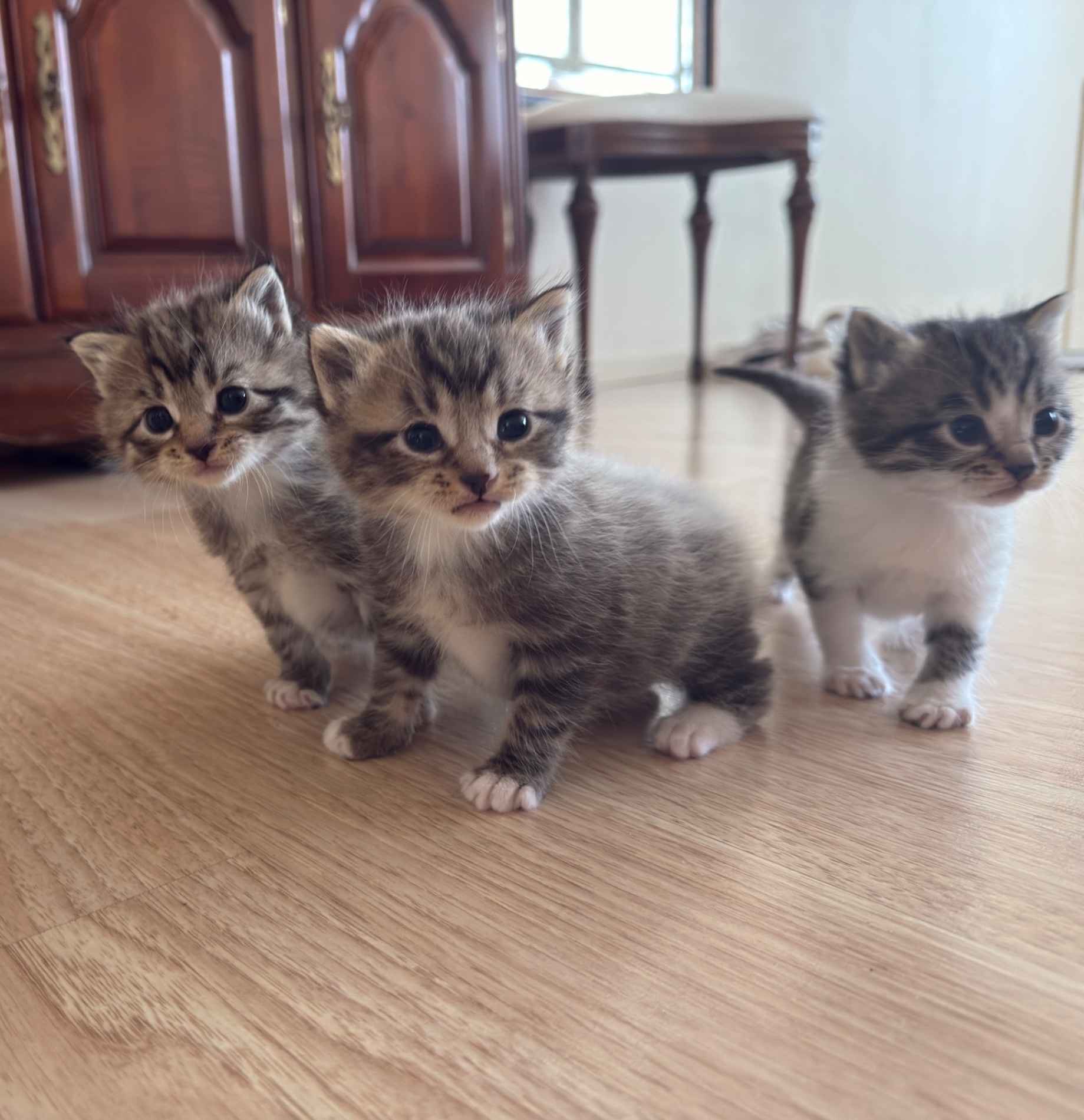 THREE RAGDOLL KITTENS