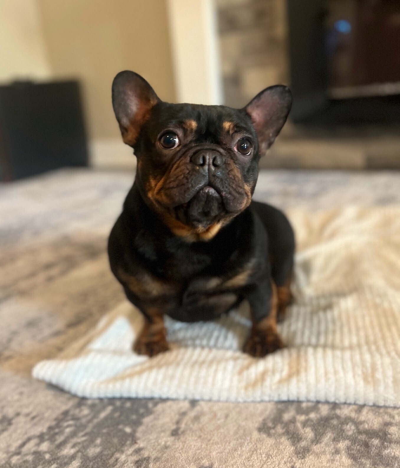 LOVING FRENCH BULL DOG LOOKING FOR A HOME
