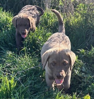 AKC CHESAPEAKE BAY RETRIEVER PUPPIES