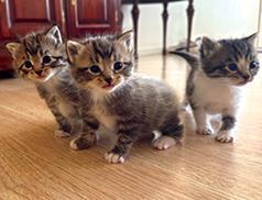 THREE RAGDOLL KITTENS