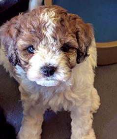 COCKAPOO PUPPIES
