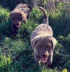 AKC CHESAPEAKE BAY RETRIEVER PUPPIES
