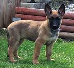 GERMAN SHEPHERD/ BELGIAN MALINOIS PUPPY