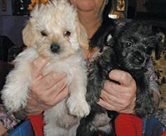 TWO YORKI POO PUPPIES