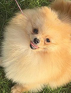 POMERANIAN EXPERT