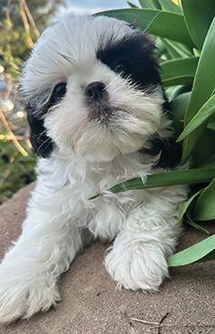 GORGEOUS PEKINGESE/ SHIH-TZU PUPPY