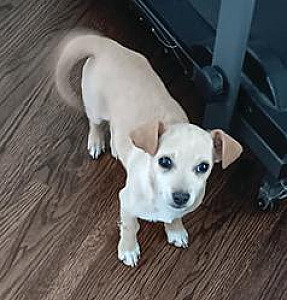 CHIWEENIE MALE PUPPY