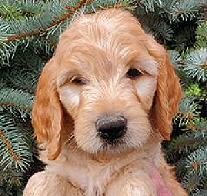 GOLDENDOODLE PUPPIES