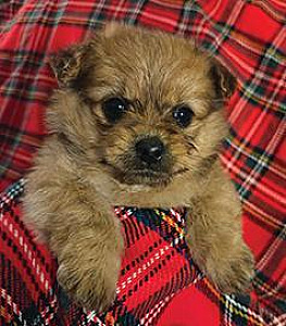 MINI YORKIE POOS