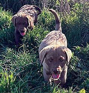 AKC CHESAPEAKE BAY RETRIEVER PUPPIES