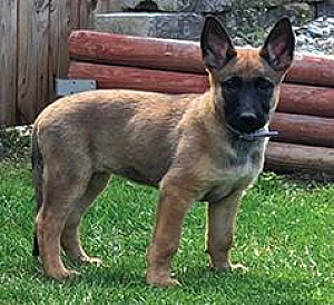 GERMAN SHEPHERD/ BELGIAN MALINOIS PUPPY