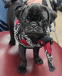 SPRING PUG PUPPIES