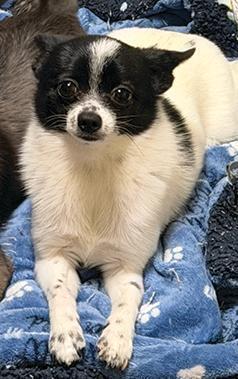$500 REWARD, PLEASEHELP! LOST DOG IN SPOKANE VALLEY