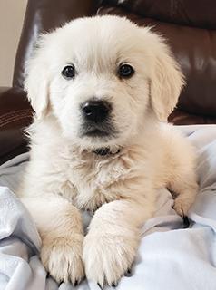 AKC ENGLISH CREAM GOLDEN RETRIEVER MALE PUPPIES