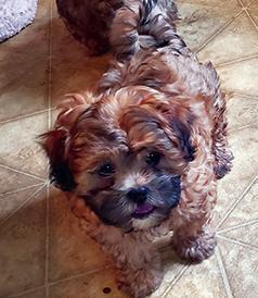 TEDDY BEAR PUPPIES