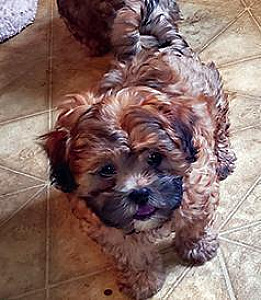 TEDDY BEAR PUPPIES