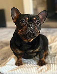 LOVING FRENCH BULLDOG LOOKING FOR A HOME
