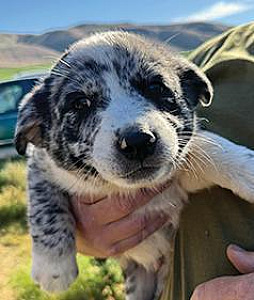 BORDER COLLIE/ HEELERS