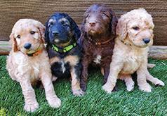 PRECIOUS GOLDENDOODLES