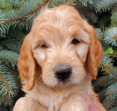 GOLDENDOODLE PUPPIES