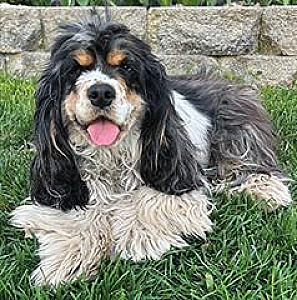 AKC COCKER SPANIEL PUPPIES 