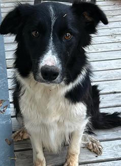 PUREBRED BORDER COLLIE PUPPIES