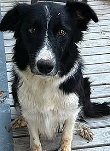 PUREBRED BORDER COLLIE PUPPIES