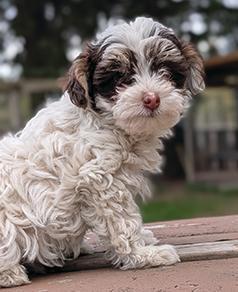 CKC REG TOY YORKIE POO MALE