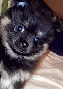POMERANIAN PUPPY