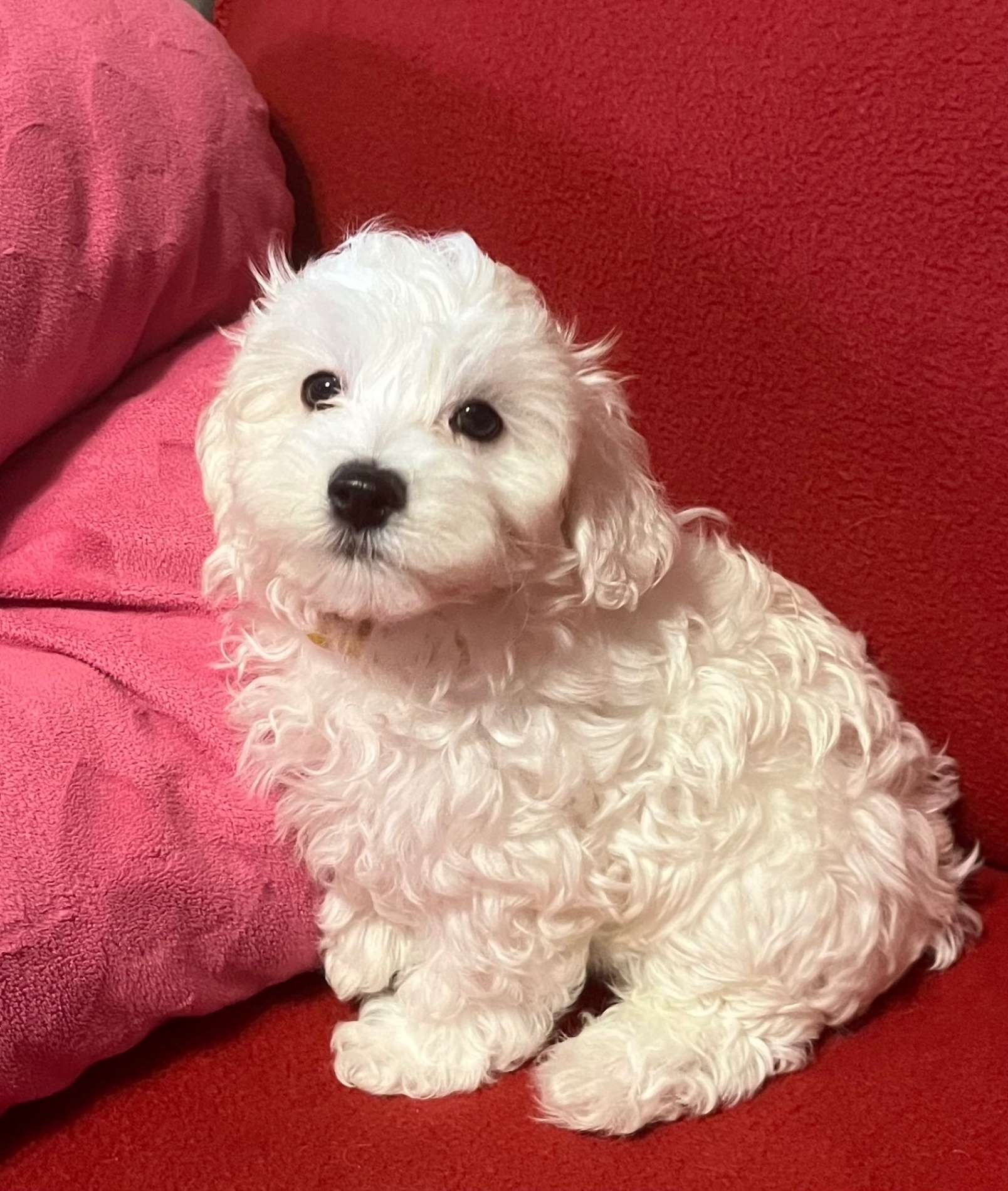 PURE WHITE MALTESE