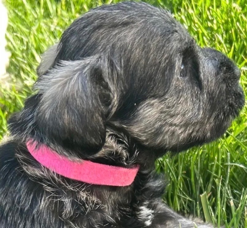 MINIATURE SCHNAUZER PUPPIES 