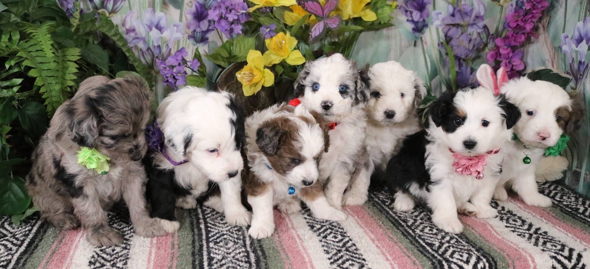 BEAUTIFUL MINIATURE AUSSIEDOODLE PUPPIES