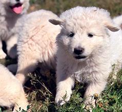 PUREBRED MAREMMA PUPPIES