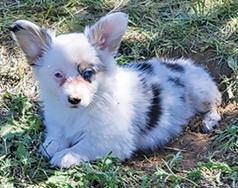 FLUFFY MERLE CORGI PUPPY