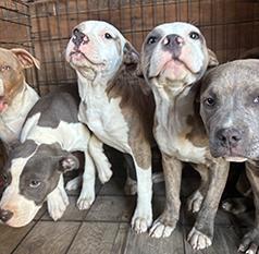 AMERICAN FEMALE BLUE NOSE PUPPIES