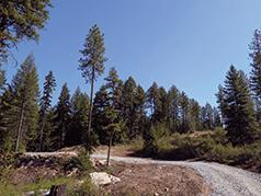 20 ACRES WITH BIG TIMBER, WATER FEATURES & BIG GAME