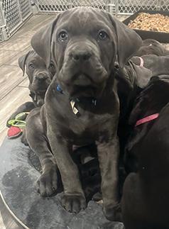 CANE CORSO PUPPIES