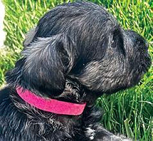 MINIATURE SCHNAUZER PUPPIES