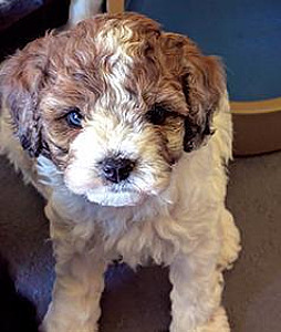 COCKAPOO PUPPIES