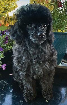 AKC FEMALE TOY POODLE PUPPIES