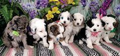 BEAUTIFUL MINIATURE AUSSIEDOODLE PUPPIES