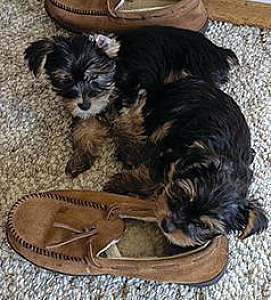 AKC YORKIE PUPPIES