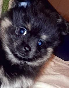 POMERANIAN PUPPY