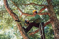 DM TREE SERVICES LLC
