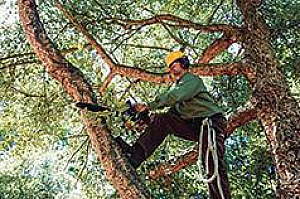 DM TREE SERVICES LLC