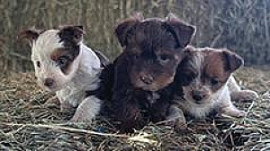 BEAUTIFUL YORKIE MIX PUPPIES